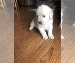 Puppy 4 English Cream Golden Retriever