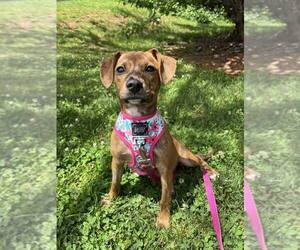 Mutt Dogs for adoption in Candler, NC, USA