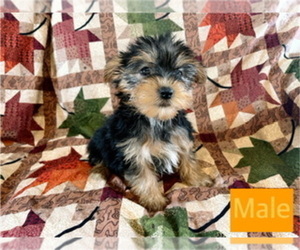 Yorkshire Terrier Puppy for sale in AMSTERDAM, MO, USA