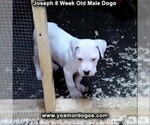 Small Photo #29 Dogo Argentino Puppy For Sale in PINEVILLE, MO, USA