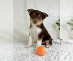 Small #4 Miniature Australian Shepherd-Pomsky Mix