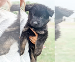 Small #3 German Shepherd Dog