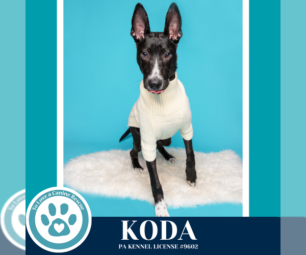 Medium Photo #15 Border Collie-Unknown Mix Puppy For Sale in Kimberton, PA, USA