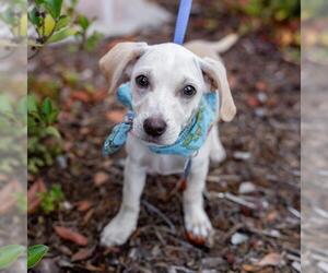Gardenia (Bloom Pup) - Male Chihuahua-Colonial Cocker Spaniel Mix Dog for Adoption - Photo #19