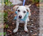 Small #18 Chihuahua-Colonial Cocker Spaniel Mix