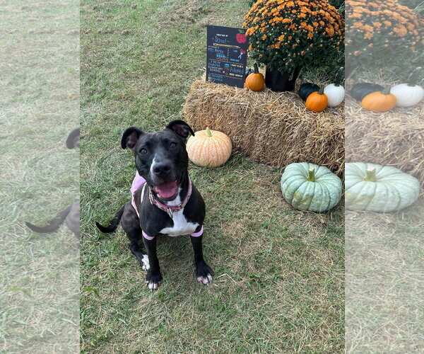 Medium Photo #24 American Pit Bull Terrier-Unknown Mix Puppy For Sale in Germantown, OH, USA