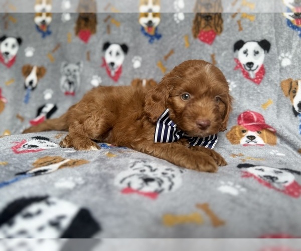 Medium Photo #5 Cockapoo (Miniature) Puppy For Sale in LAKELAND, FL, USA