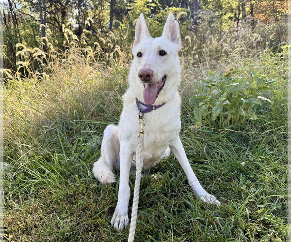 Medium Photo #2 - Mix Puppy For Sale in Rustburg, VA, USA