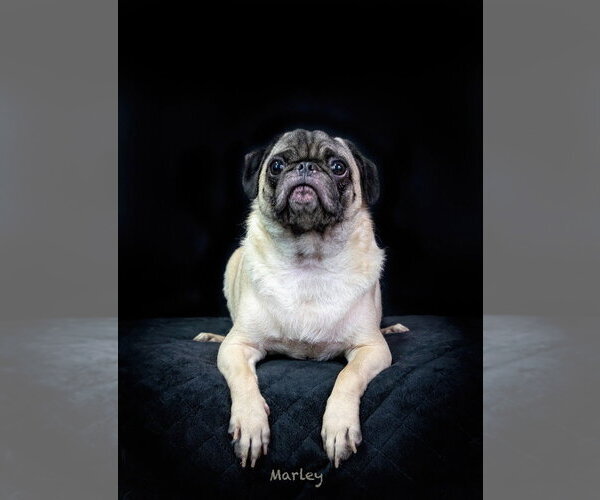 Medium Photo #3 Pug Puppy For Sale in Hot Springs Village, AR, USA