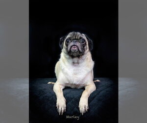 Marley - Male Pug Dog for Adoption - Photo #3