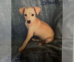 Mutt Dogs for adoption in Oak Bluffs, MA, USA