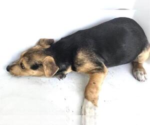 Labrador Retriever-Unknown Mix Dogs for adoption in Houston, TX, USA