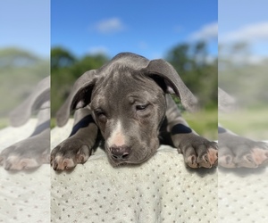 American Staffordshire Terrier Puppy for sale in MIMS, FL, USA