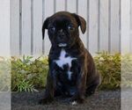 Small Photo #3 Boston Terrier-Cavalier King Charles Spaniel Mix Puppy For Sale in MORGANTOWN, PA, USA