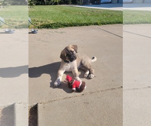 Kangal Dog Puppy for sale in LODI, CA, USA