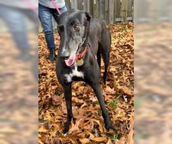 Medium Photo #4 Greyhound Puppy For Sale in Cherry Hill, NJ, USA