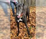 Small #3 Greyhound
