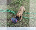 Small Photo #15 Boxer Puppy For Sale in COWETA, OK, USA