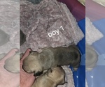 Small #9 French Bulldog