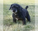 Small #3 Poodle (Miniature)