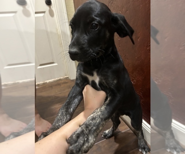 Medium Photo #2 Catahoula Leopard Dog Puppy For Sale in SPRING, TX, USA
