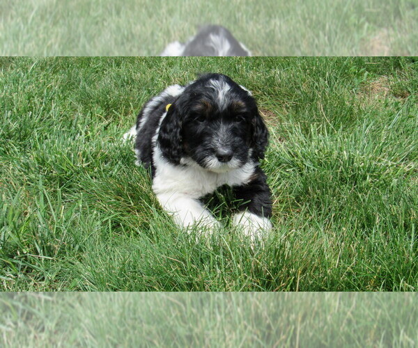 Medium Photo #4 Bernedoodle Puppy For Sale in BIG ROCK, IL, USA