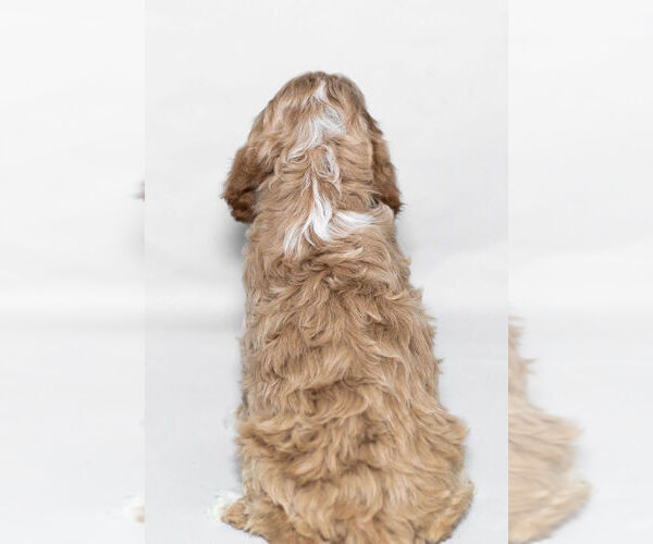 Medium Photo #8 Cockapoo Puppy For Sale in NAPPANEE, IN, USA