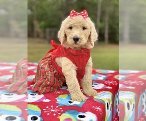 Goldendoodle Puppy for sale in FROSTPROOF, FL, USA