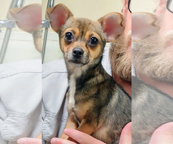 Medium Photo #1 Chihuahua-Unknown Mix Puppy For Sale in Amarillo, TX, USA