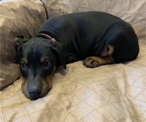 Doberman Pinscher Puppy for sale in BRISTOL, CT, USA