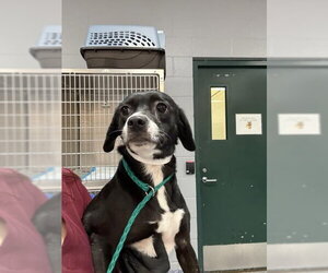 Chihuahua-Unknown Mix Dogs for adoption in Riverside, CA, USA