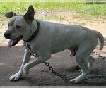 Small American Staffordshire Terrier Mix