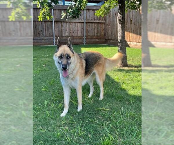 Medium Photo #2 German Shepherd Dog-Huskies  Mix Puppy For Sale in Plano, TX, USA