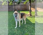 Small #1 German Shepherd Dog-Huskies  Mix