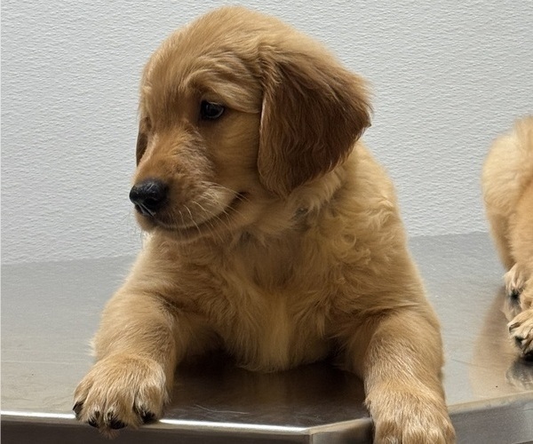 Medium Photo #1 Golden Retriever Puppy For Sale in ORLANDO, FL, USA