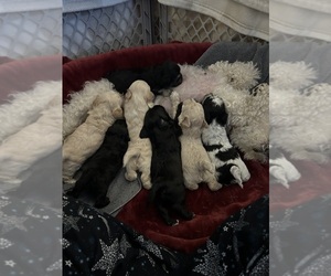 Maltipoo-Poovanese Mix Litter for sale in BLUE SPRINGS, MO, USA