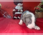 Small Photo #16 American Pit Bull Terrier Puppy For Sale in TRENTON, NJ, USA