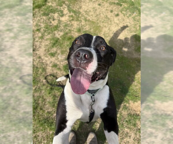 Medium Photo #1 Mutt Puppy For Sale in Center Township, PA, USA