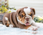 Small Photo #11 Beabull-English Bulldog Mix Puppy For Sale in MILLERSBURG, OH, USA