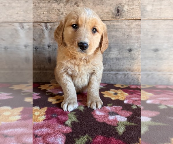 Medium Photo #12 Golden Retriever Puppy For Sale in VERMONTVILLE, MI, USA