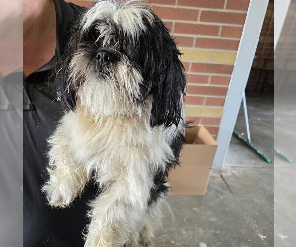 Medium Photo #1 Shih Tzu Puppy For Sale in Grovetown, GA, USA