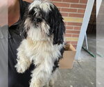 Small Shih Tzu