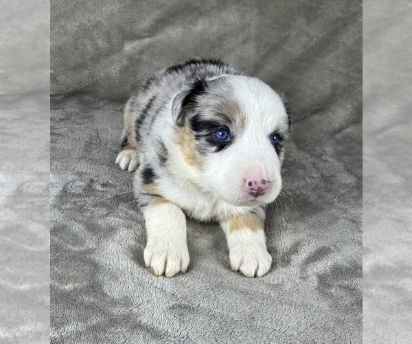 Medium Photo #91 Australian Shepherd Puppy For Sale in SALISBURY, NC, USA