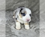 Small Photo #91 Australian Shepherd Puppy For Sale in SALISBURY, NC, USA