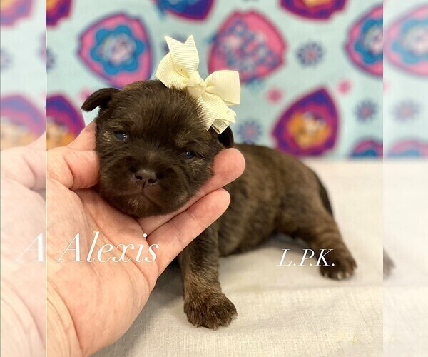 Medium Photo #1 Shih Tzu Puppy For Sale in WINNSBORO, LA, USA