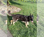Small #2 German Shepherd Dog Mix