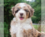 Small #4 Bernedoodle (Miniature)