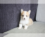 Small Photo #3 Pembroke Welsh Corgi Puppy For Sale in CHICAGO, IL, USA