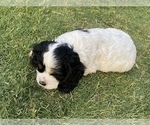 Small Photo #8 Cocker Spaniel Puppy For Sale in AVONDALE-GOODYEAR, AZ, USA