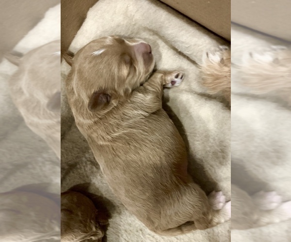 Medium Photo #1 Goldendoodle (Miniature) Puppy For Sale in MOUNT PLEASANT, SC, USA